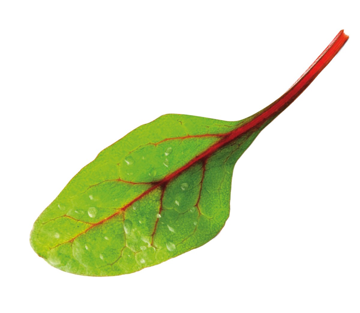 hoja 3